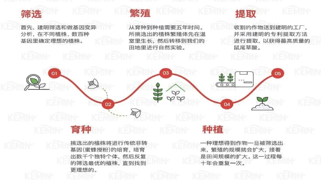 迷迭香提取物的功效和作用