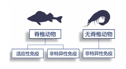 虾可以提高免疫力吗